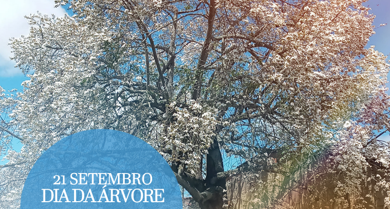 SEMA celebra o Dia da Árvore e destaca símbolo histórico de Calçado